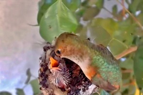 Гнездо колибри. Веб-камеры Ла-Верна онлайн