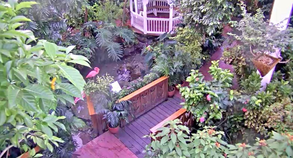 Key West Butterfly And Nature Conservatory Web Camera Online