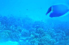 Подводная камера на острове Мееру. Веб-камеры Мееру