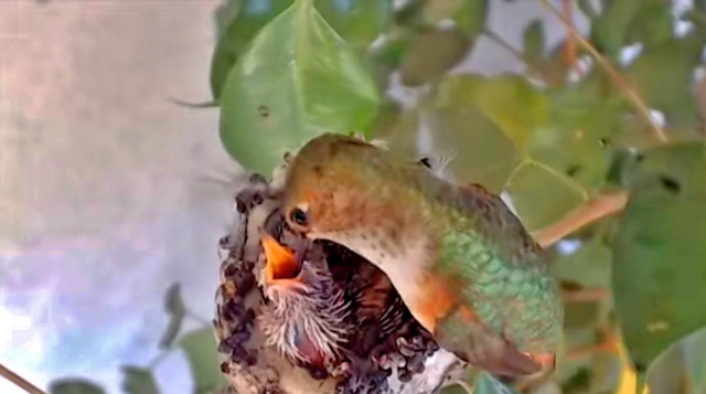 Гнездо колибри. Веб-камеры Ла-Верна онлайн