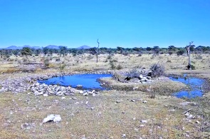 Водопой в заповеднике Камбаку. Веб-камеры Грутфонтейн