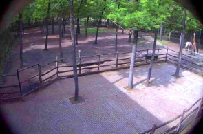 Смотровая площадка зоопарка Szegedi Vadaspark. Веб камеры Сегеда онлайн