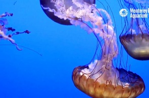 Медузы в океанариуме Монтерей Бэй. Веб камеры Монтерея онлайн
