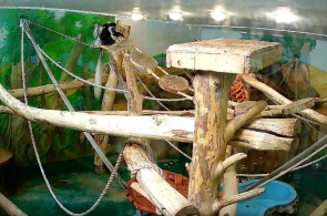 Колобусы. Новосибирский зоопарк имени Р.А. Шило веб камера онлайн