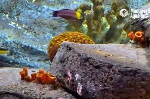 Коралловый риф. Веб камеры Монтерея онлайн