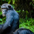 Комитет по туризму Уганды просит воздержаться гостей страны от общения с приматами