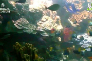 Национальный Аквариум. Коралловый риф веб камера онлайн