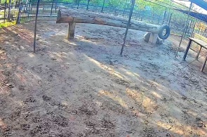 Африканский лев. Барнаульский зоопарк веб камера онлайн