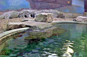 Папуанский пингвин. Зоопарк Szegedi Vadaspark веб камера онлайн
