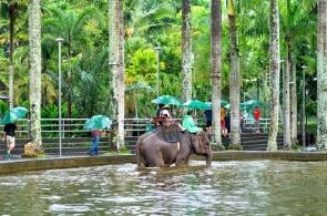 Парк слонов. Elephant Safari Park. Веб камеры Бали онлайн