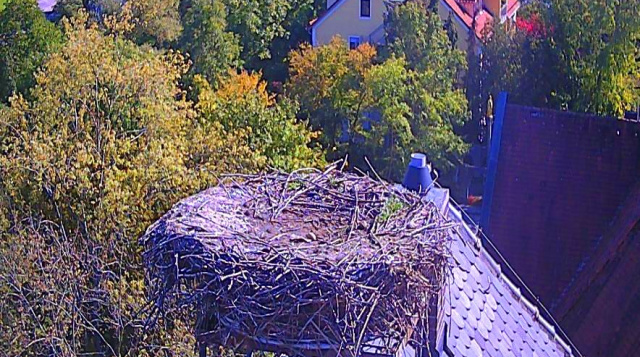 Гнездо Белого Аиста. Веб камеры Берлина онлайн