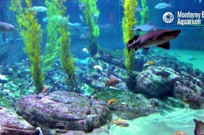 Акулы в аквариуме Monterey Bay. Веб камеры Монтерея онлайн