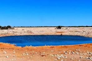 Водопой в национальном парке Этоша. Веб-камеры Аутджо